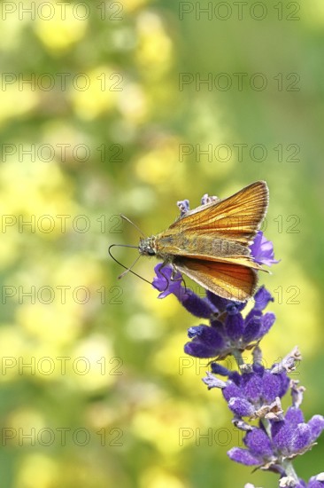 Large skipper (Ochlodes venatus), collecting nectar from a flower of Common lavender (Lavandula angustifolia), nice bokeh in the background, wildlife, insects, butterflies, butterfly, close-up, macro shot, Wilnsdorf, North Rhine-Westphalia, Germany