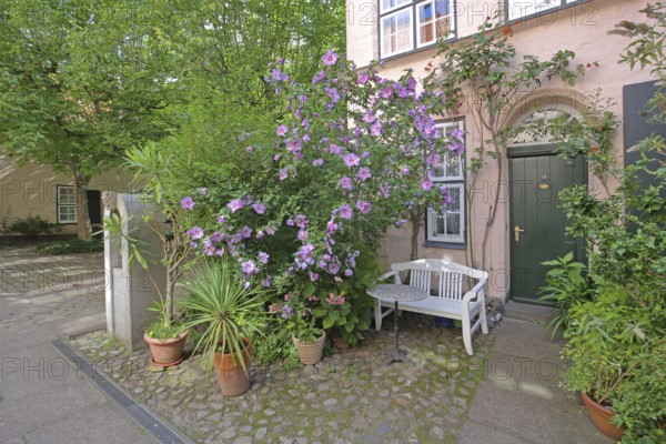 Idyllic Füchtingshof with floral decoration, garden hibiscus, Hibiscus syriacus, benches, ornamental plants, potted plants, flowers, decoration, idyll, backyard, courtyard, corridors, courtyards, Glockengießerstraße, old town, Lübeck, Schleswig-Holstein, Germany