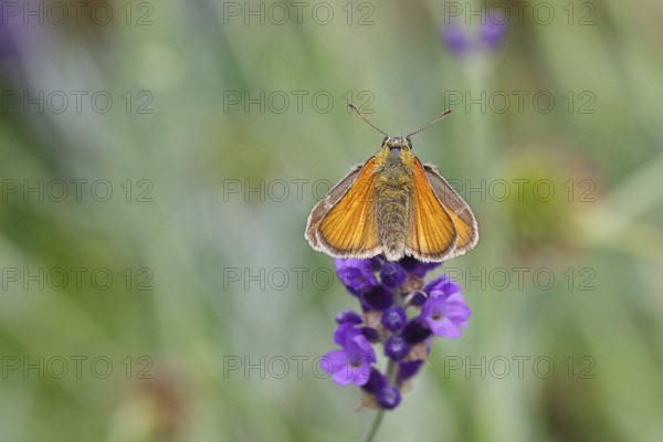 Large skipper (Ochlodes venatus), collecting nectar from a flower of Common lavender (Lavandula angustifolia), close-up, macro photograph, Wilnsdorf, North Rhine-Westphalia, Germany