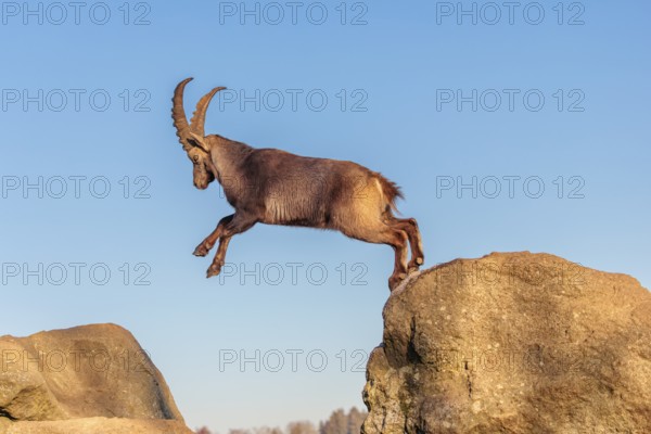 A male ibex (Capra ibex) leaps from rock to rock in the warm evening light. A blue sky can be seen in the background. Carinthia, Austria