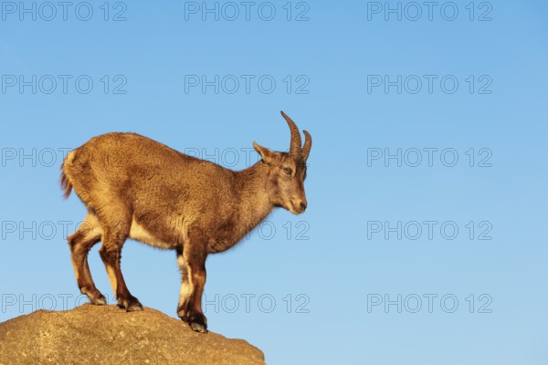 A female ibex (Capra ibex) stands on a rock in the warm evening light. A blue sky can be seen in the background. Carinthia, Austria