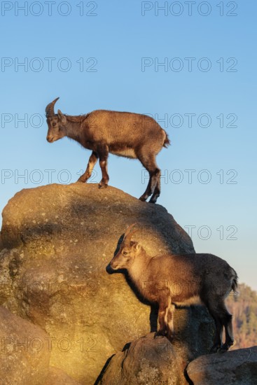 Two female ibex (Capra ibex) stand on a rock in the warm evening light. A blue sky can be seen in the background. Carinthia, Austria