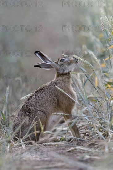 The hare likes it... Brown hare (Lepus europaeus) eats, nibbles from ripe wheat shortly in front of the harvest, funny animal pictures, native nature, Lower Rhine, North Rhine-Westphalia, Rhineland, Germany, Western Europe