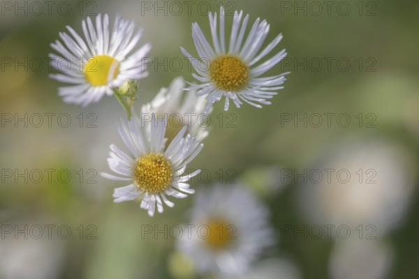 Annual fireweed (Erigeron annuus), Emsland, Lower Saxony, Germany
