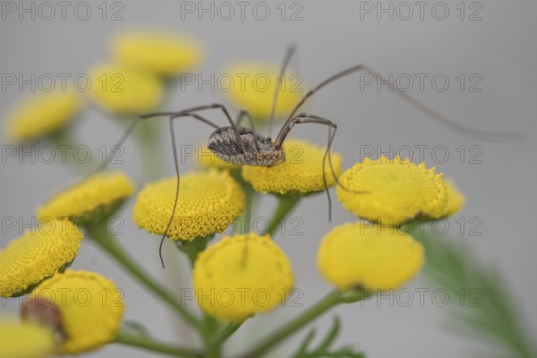 Weaver's garter (Phalangium opinio) on tansy (Tanacetum vulgare), Emsland, Lower Saxony, Germany