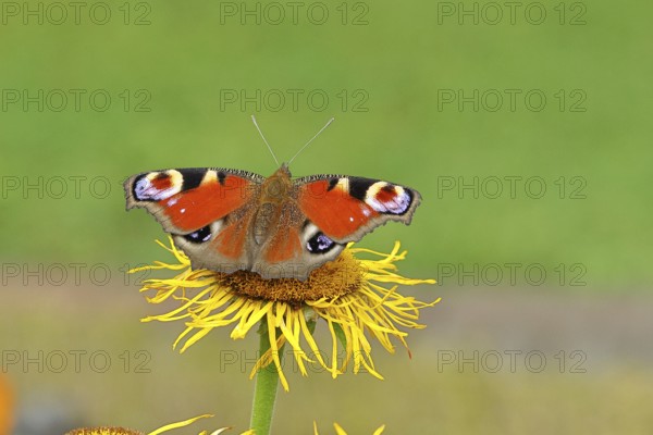 Peacock butterfly (Aglais io), on a yellow flower of a Great Telekie (Telekia speciosa), Wilnsdorf, North Rhine-Westphalia, Germany