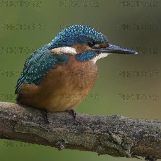 Black feet... Kingfisher (Alcedo atthis), young bird, recognisable by the dark foot colour, freshly fledged, just fledged, early independent, native nature, North Rhine-Westphalia, Rhineland, Germany, Western Europe