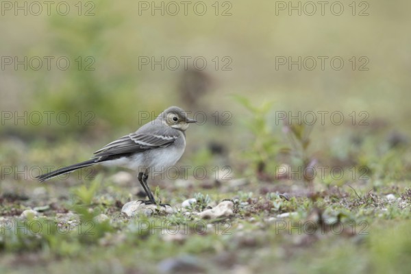 Young bird... White wagtail (Motacilla alba) in typical habitat, on a ruderal area, dry fallow land, wildlife, native nature, North Rhine-Westphalia, Rhineland, Germany, Western Europe