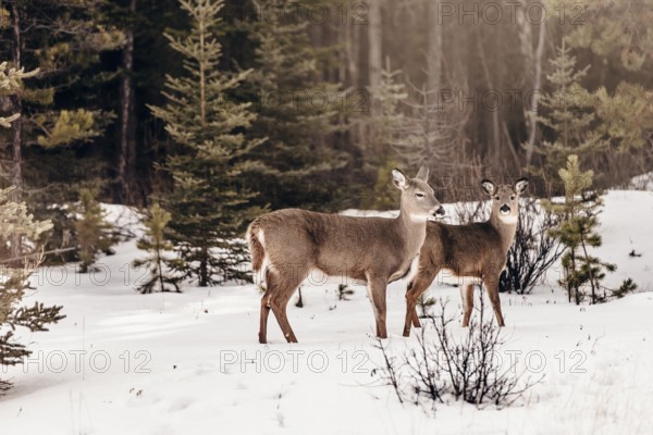 Wildlife on a winter road trip on the Icefields Parkway with lots of snow and ice, Banff National Park, Jasper National Park, Alberta, Canada