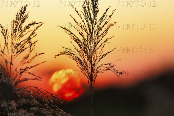 Reed (Phragmites australis), flower panicles in a marshy area, sunset, Saintes-Maries-de-la-Mer, Camargue Regional nature park Park, France