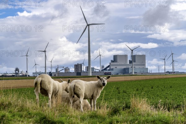 RWE coal-fired power plant Eemshavencentrale, in the seaport of Eemshaven, operator RWE Power, wind farm, Netherlands