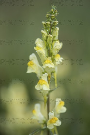 Common toadflax (Linaria vulgaris), Emsland, Lower Saxony, Germany