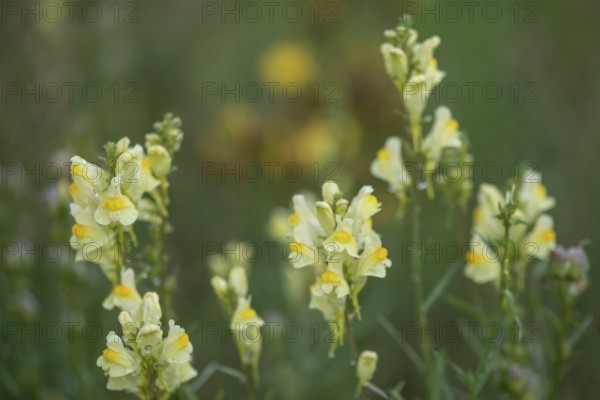 Common toadflax (Linaria vulgaris), Emsland, Lower Saxony, Germany
