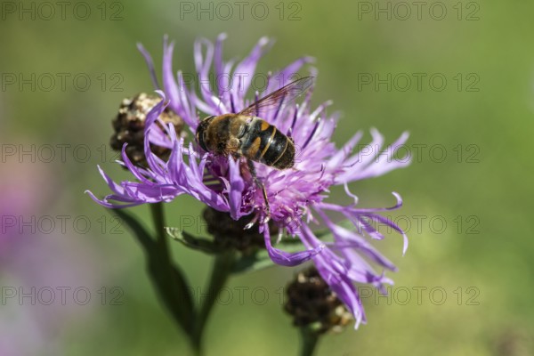 Tapered Dronefly (Eristalis pertinax) in a meadow knapweed (Centaurea jacea), Lower Saxony, Germany