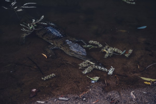 Special light atmosphere with crocodile in the outback in Windjana Gorge National Park in Australia