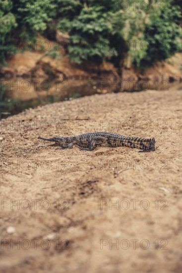 Special light atmosphere with crocodile in the outback in Windjana Gorge National Park in Australia