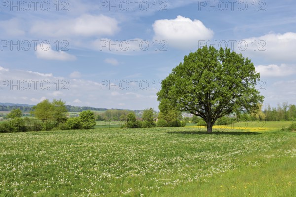 English oak (Quercus robur), leaf budding in front of a blue cloudy sky, Freiamt, Canton Aargau, Switzerland