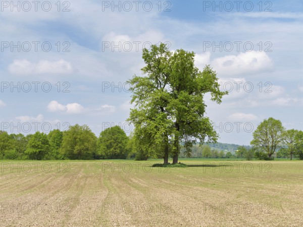 A group of English oaks (Quercus robur), standing in a field during leaf emergence, Siebeneichen nature reserve, Freiamt, Canton Aargau, Switzerland