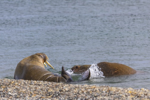 Two walruses (Rosmarus arcticus) in the water, Mammals (Mammalia), Eolusneset, Spitsbergen, Svalbard