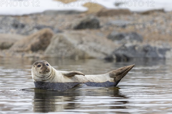 Harbour seal (Phoca vitulina) lying on a stone in the water, Mammals (Mammalia), Smeerenburgbreen, Spitsbergen, Svalbard