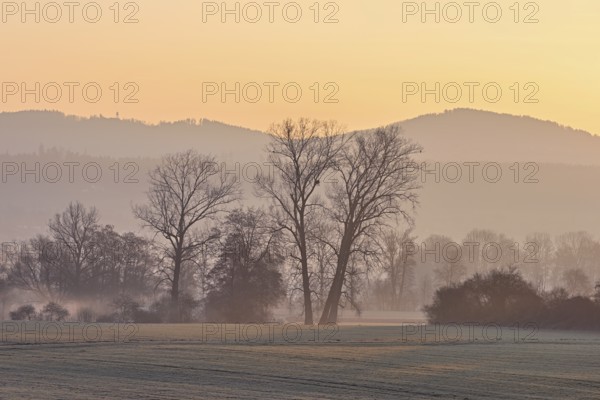 Meadows and trees in the early morning mist in the light of the rising sun, Reusstal, Aristau, Freiamt, Canton Aargau, Switzerland