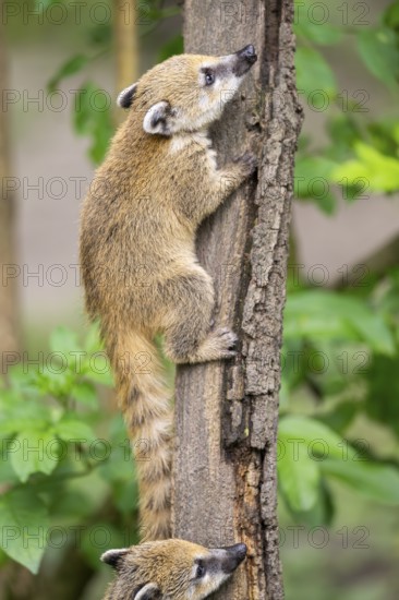South American coati (Nasua nasua) youngster klimbing a little tree, captive, Zoo Augsburg