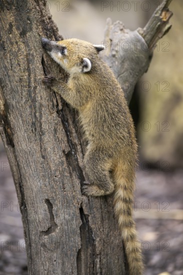 South American coati (Nasua nasua) youngster klimbing a little tree, captive, Zoo Augsburg