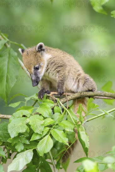South American coati (Nasua nasua) youngster klimbing a little tree, captive, Zoo Augsburg
