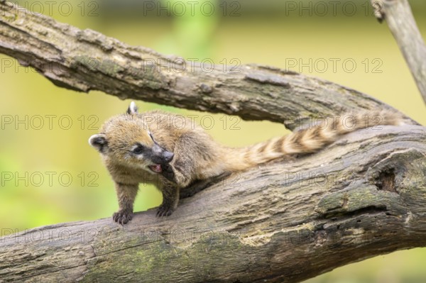 South American coati (Nasua nasua) youngster klimbing a little tree, captive, Zoo Augsburg
