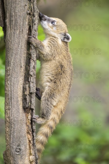 South American coati (Nasua nasua) youngster klimbing a little tree, captive, Zoo Augsburg
