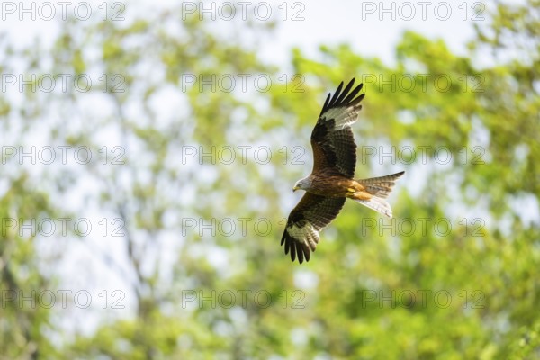 Red kite (Milvus milvus) flying in a forest in early summer, Bavaria, Germany