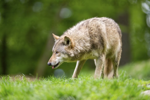 Eastern wolves (Canis lupus lycaon) standing on a meadow, Bavaria, Germany