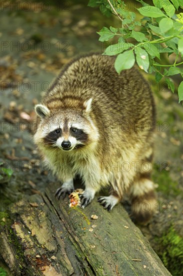 Common raccoon (Procyon lotor) on the edge of a little lake, Bavaria, Germany