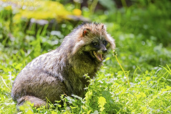 Common raccoon dog (Nyctereutes procyonoides) sitting in the grass, Bavaria, Germany