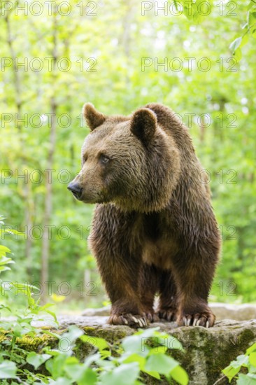Brown bear (Ursus arctos) standing on a rock, Bavaria, Germany