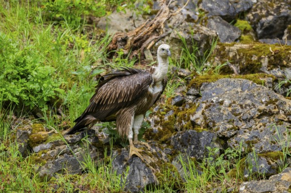Eurasian griffon vulture (Gyps fulvus) on a rock, Bavaria, Germany