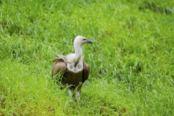 Eurasian griffon vulture (Gyps fulvus) on a meadow, Bavaria, Germany