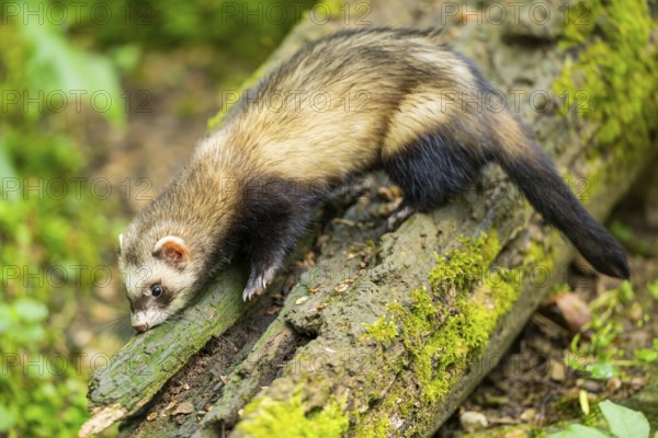 Ferret (Mustela putorius furo) on an old tree trunk, Bavaria, Germany