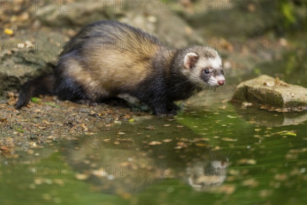 Ferret (Mustela putorius furo) on the edge of a little lake, Bavaria, Germany