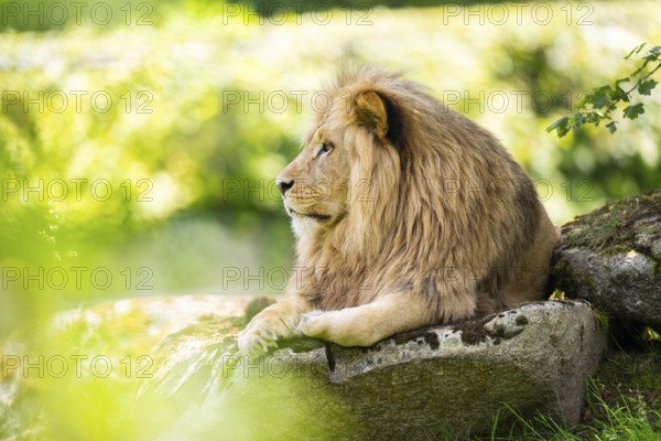 Southern African lion (Panthera leo melanochaita) male, lying on a rock, captive, Zoo Augsburg, Germany
