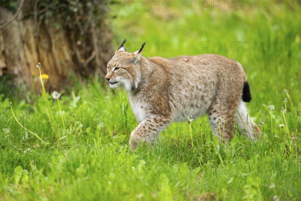 Eurasian lynx (Lynx lynx) walking in the grass, Bavaria, Germany