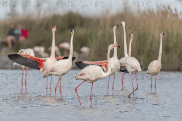 A flamingo opens its wings and highlights its magnificent plumage. The scene captures the essence of the wild in serene surroundings. Saintes Maries de la Mer, Arles, Bouches du Rhone, Provence Alpes Cote d'Azur, France