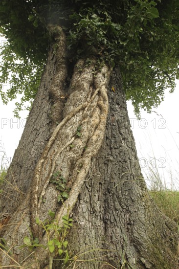 Ivy (Araliaceae) with arm-thick roots climbing up an old pear tree (Pyrus), Mostviertel, Lower Austria, Austria, Lower Austria, Austria