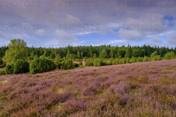 Ellerndorfer Heide, broom heather blossom, Südheide, Lüneburg Heath, near Eimke, Lower Saxony, Germany