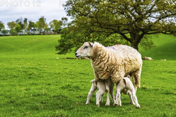 Sheeps, Pooley Bridge, Ullswater Lake, Lake District National Park, Cumbria, England, United Kingdom