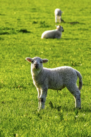 Sheep and farm in Lake District National Park, Coniston Water, Cumbria, England, United Kingdom