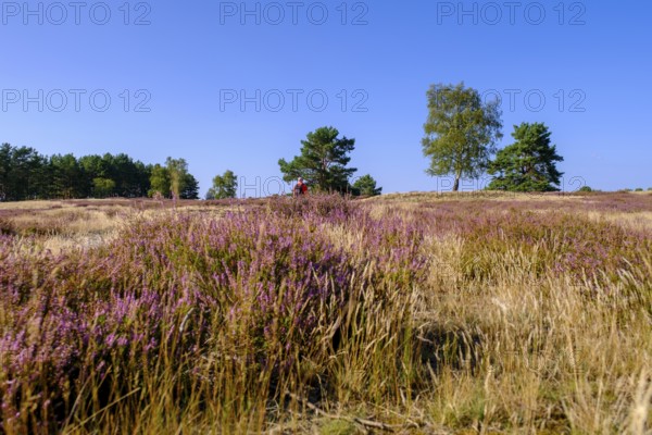 Broom heather blossom, Nemitzer Heide, Wendland-Elbe nature park Park, Lower Saxony, Germany