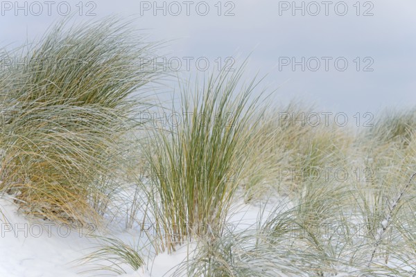 Marram grass (Ammophila arenaria) in the snow-covered dune landscape of Norddeich, North Sea, Lower Saxony, Germany
