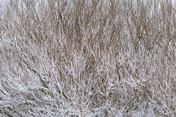 Winter day, onset of winter, snow lies on the bushes in the dune landscape of Norddeich, North Sea, Lower Saxony, Germany
