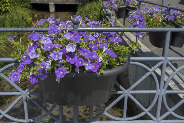 Railing with flower boxes by the river Lippe, petunias (Petunia), Bad Lippspringe, climatic health resort, North Rhine-Westphalia, Germany